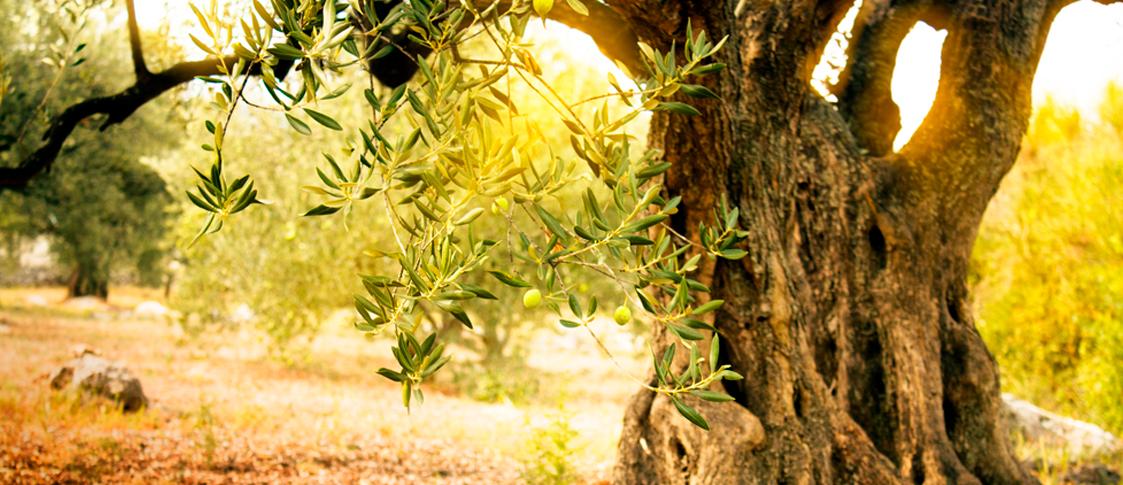 Jardín de olivos ornamentales: técnicas de poda