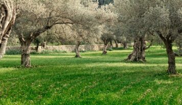 Poda de olivos ornamentales, método y técnica