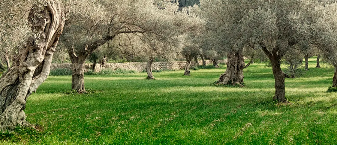 Poda de olivos ornamentales, método y técnica