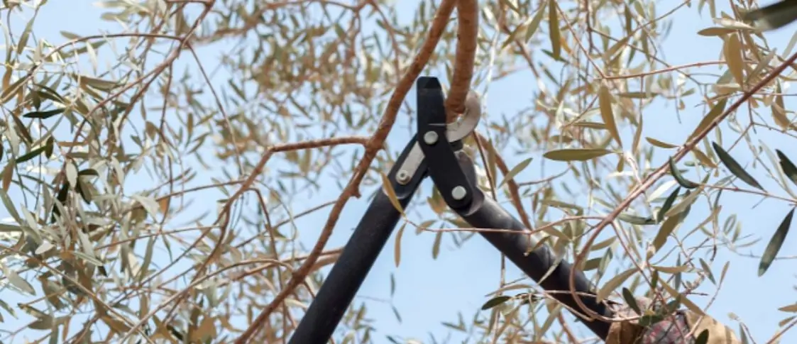 Poda del olivo ornamental: la mejor época