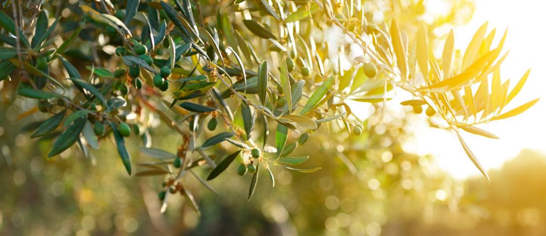 Poda del olivo ornamental