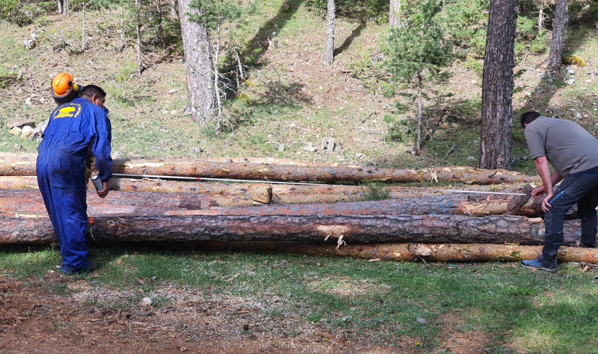 La modernización del sector forestal en los Montes Universales-Alto Tajo es posible y así lo demuestra GO PRORURAL