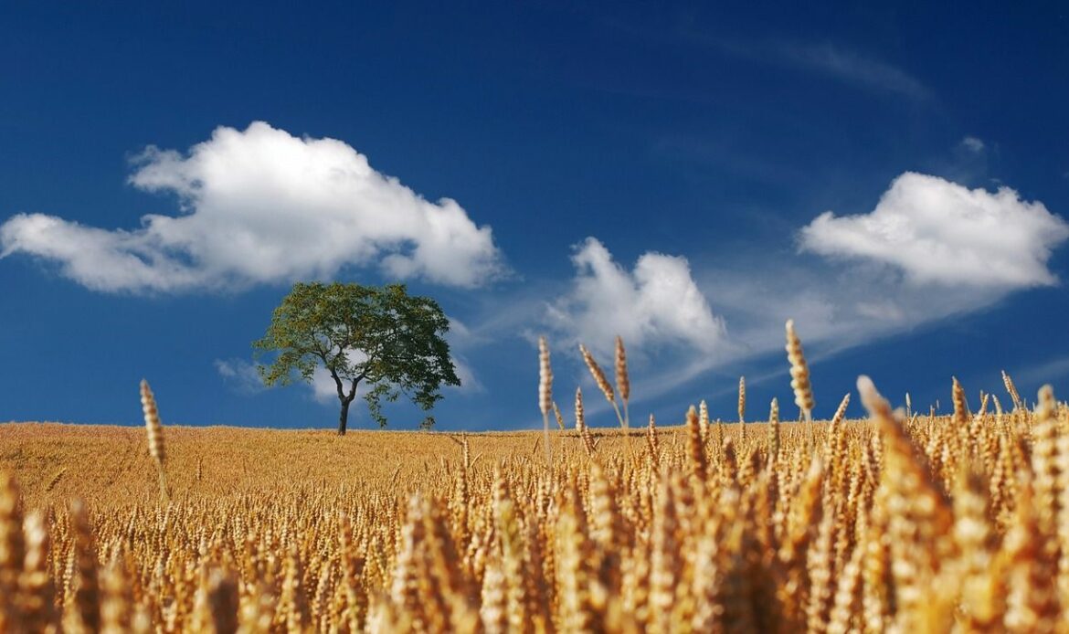 Productos Monti lanza al mercado las nuevas Minitostas con 4 cereales y 6 semillas