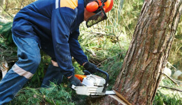 La tala de árboles: la importancia de dejarla en manos de profesionales para evitar riesgos