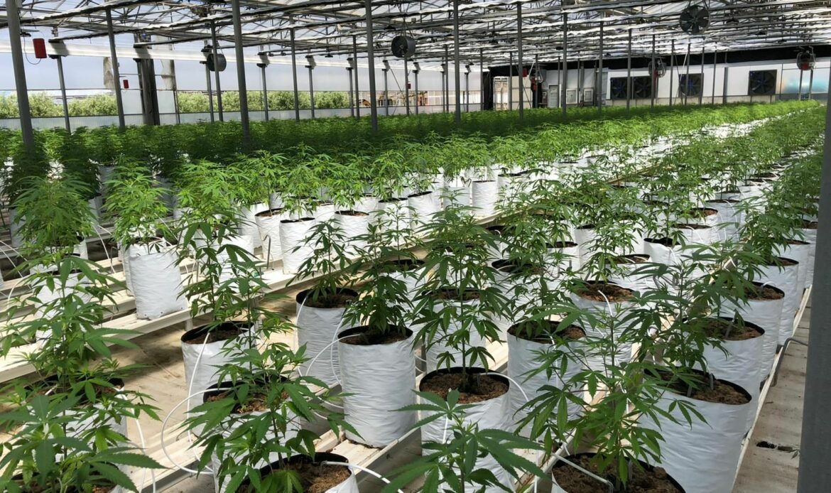La UNEC, que agrupa al sector del cannabis legal, da un paso al frente para aclarar la confusión del CBD