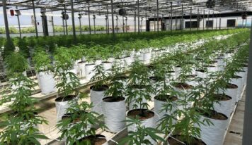 La UNEC, que agrupa al sector del cannabis legal, da un paso al frente para aclarar la confusión del CBD