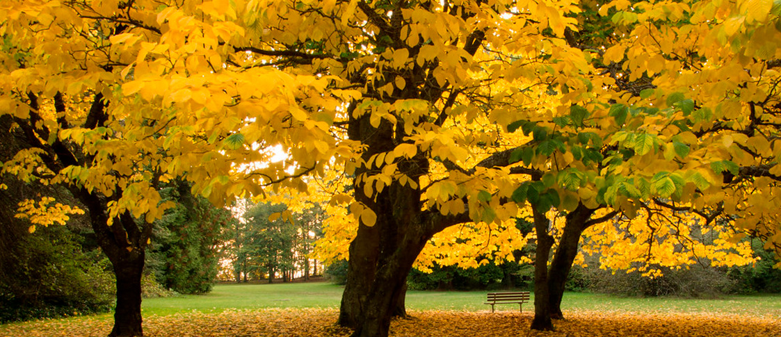 Otoño, la estación perfecta para sembrar el futuro de tu jardín