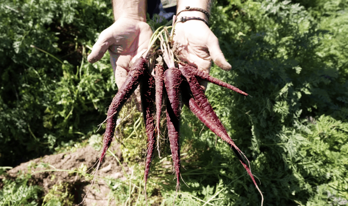MuñozVal lanza en Fruit Attraction la zanahoria morada con estudio del CSIC que avala su poder antioxidante