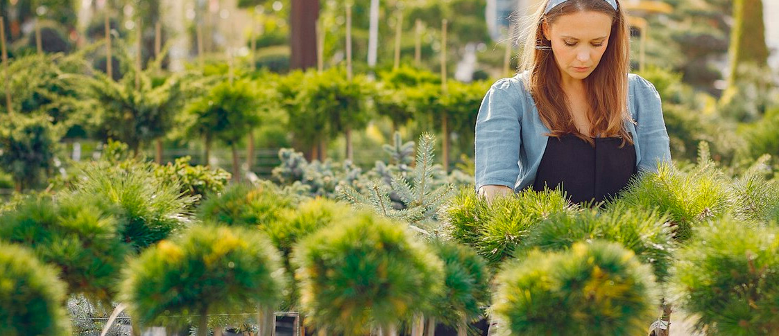 ¿Qué árboles plantar en esta estación?
