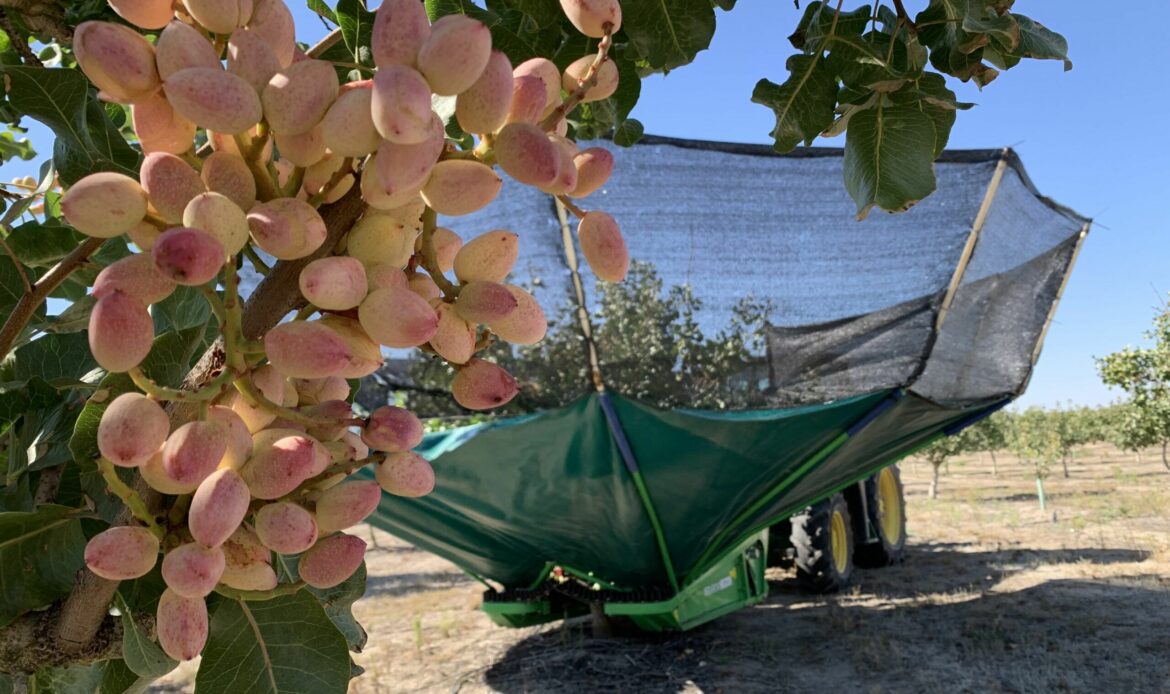 Grupo Pistacyl prevé quintuplicar el volumen de pistacho recogido en Castilla y León en una excelente campaña 2025